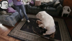 ZVmT.gif