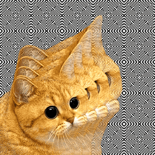 Orange cat cat GIF Find on GIFER