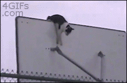 Réaction chaton cat meme GIF - Trouver sur GIFER