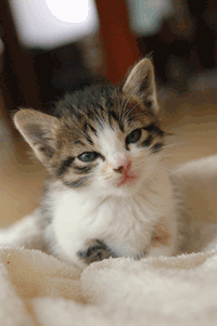 Angry cat animals GIF on GIFER - by Dorinadar