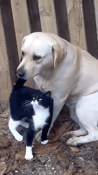 Gata Katze Gif Find On Gifer Gata Katze Gif Find On Gifer