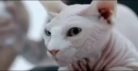 GIF annoyed hiss cat - animated GIF on GIFER - by Gamand