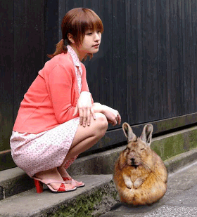 Animals GIF Find on GIFER