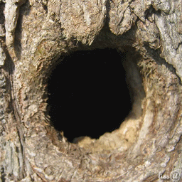 Белка в дупле на дереве. Из дупла выходит газ. Бревно с дуплом. Из дупла выходит газ. Дом в дупле дерева.