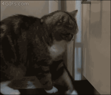 Chat au revoir chaton GIF sur GIFER - par Gallador