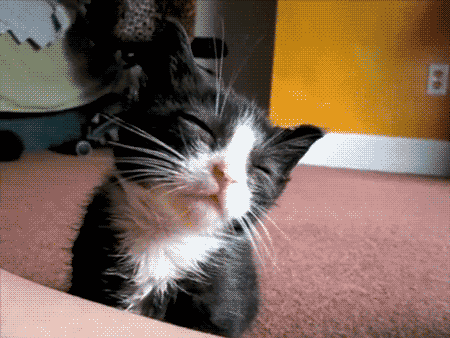 Гифка животное коты котики гиф картинка, скачать анимированный gif на GIFER  от Tarn