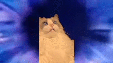 freaked out cat gif