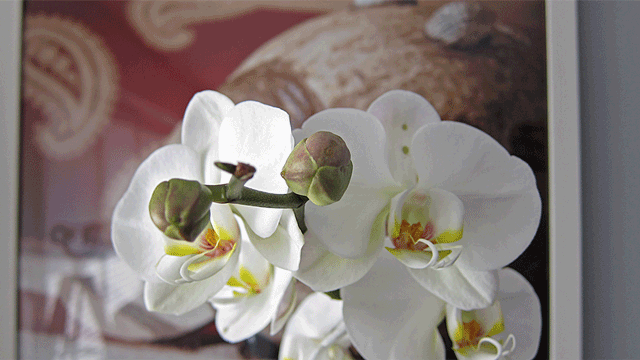 На этой гифке: орхидея временной цикл - скачайте гиф картинку от Sharpfury ...