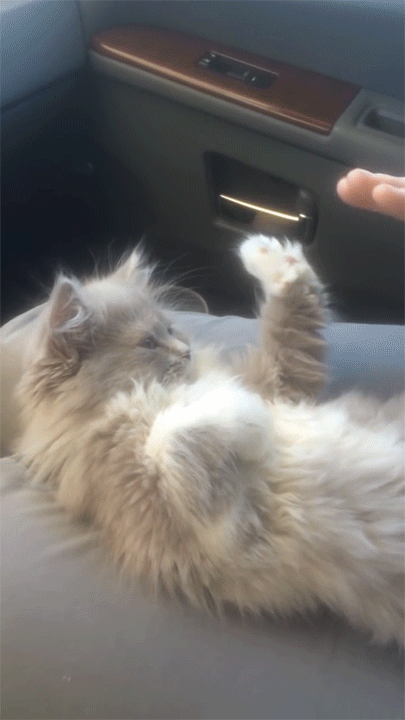 cSu.gif