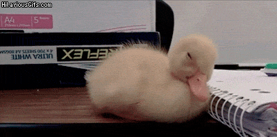 Duck Nap Time Nap Gif On Gifer By Morlulis