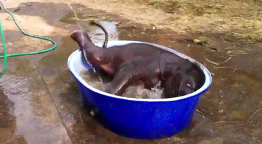 baby elephant bath