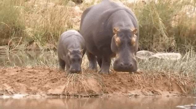 bouncing hippo