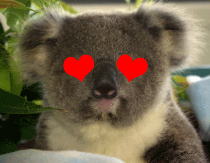 Resultado de imagem para coalas gif
