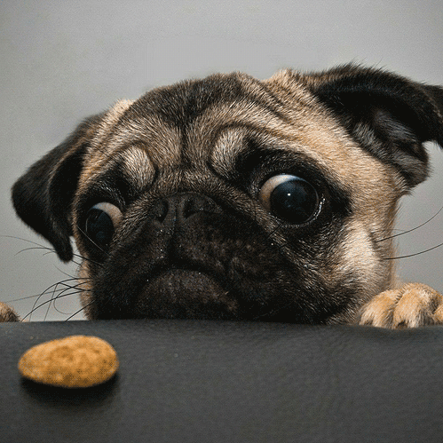 Funny Animals Dogs GIF - FunnyAnimals Dogs RelaxingPug - Discover