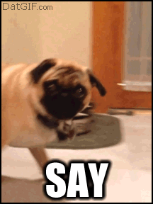 Cute Dog GIF – HumorPoint