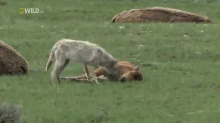 coyote,baby,bison