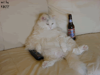 drinking,couch potato,beer,cat