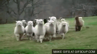alpacas,herd,hi,hellow,scary,intimidate
