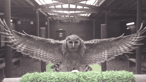 slow motion,owl,animals