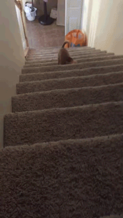 chihuahua,ass,lazy,stairs,armless