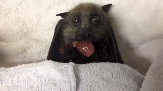 bat,grapesource