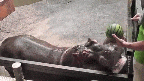 hippopotamus,eating,watermelon,hippo
