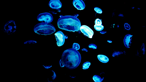 jellyfish,deep sea,nature,ocean,sea,underwater