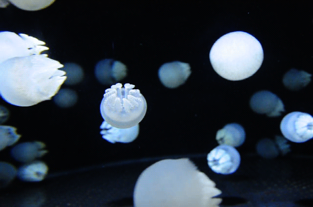Микро жизни. Аквариум с медузами. Медуза гифки. Светящиеся медузы гиф. Медуза плывет гиф.