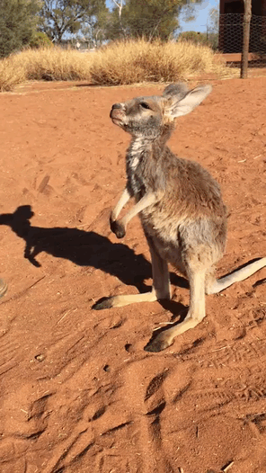 kangaroo,hug,australia,alice,rescue