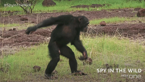 cute,animals,animal,bbc,monkey,bbc one,happy dance,bbc1,spy in the wild