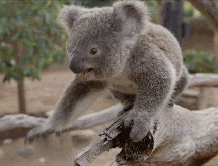 funny,baby,koala,animals,san diego zoo,cute,lol,joey