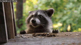 baby,babies,gets,raccoon,some,snacks