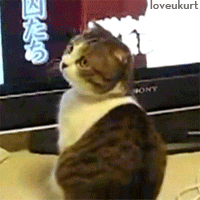 surprised,confused,shocked,cat,animals