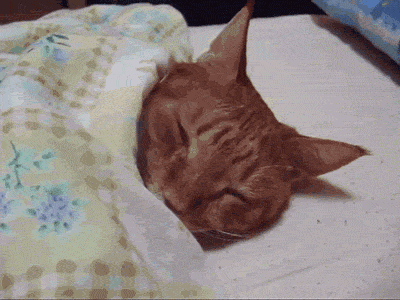 cat,bed,kitty,tired,sleep