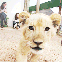 animals,baby,walking,lion,looking at camera