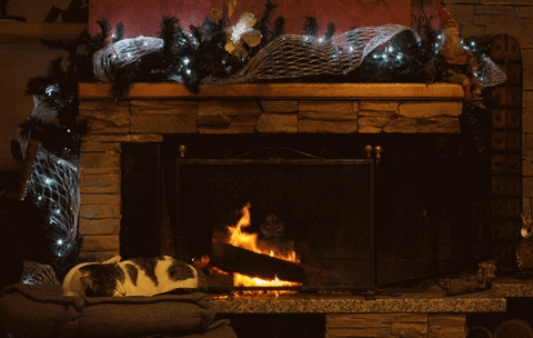 cat,christmas,fire,winter,cinegraph