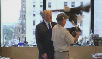 bald eagle,eagle,trump,usa,republican,bald,patriotism