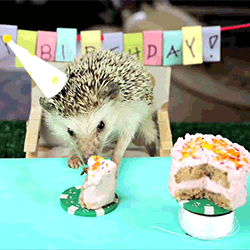 happy birthday,birthday,hedgehog,birthday party,party,happy b