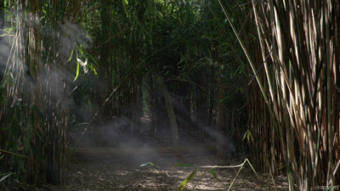 forest,nature,mist,fog,bamboo,smoke,sunrays,cinemagraph,perfect loop,cinemagraphs,living stills