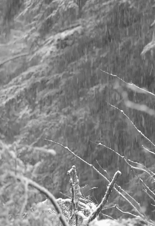 snow,trees,tree,black and white,nature