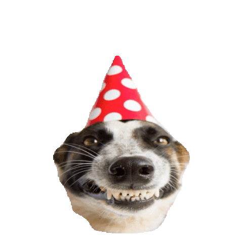 happy birthday,transparent,birthday,silly,hat,celebrating,nye,hbd,pngrnye