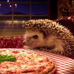 hungry,food,cute hedgehog,smelling,cute animal,animals,costume,hedgehog