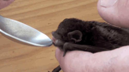 bat,animals