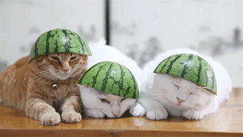 cats,watermelon,cat,sleepy,hats,cats wearing hats