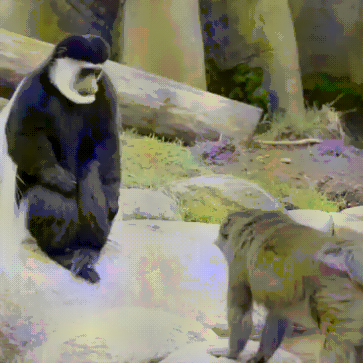 Animated GIF: slap monkey animals being jerks.