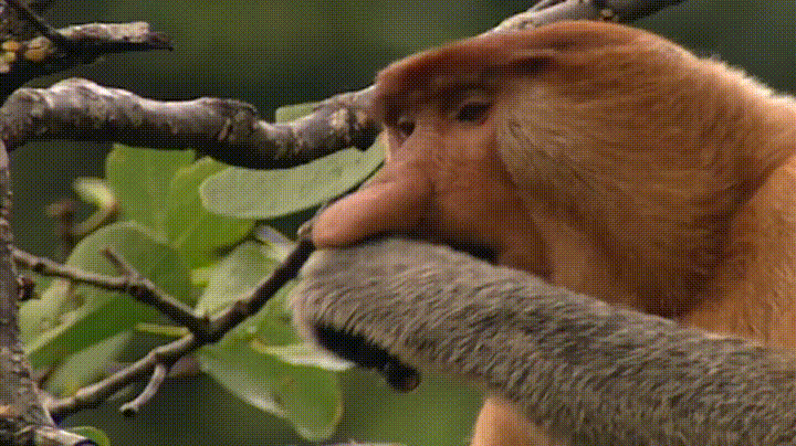 Monkey proboscis nature GIF.