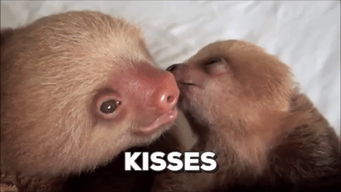 kisses,kiss,cute,animals,baby,tongue,sloth