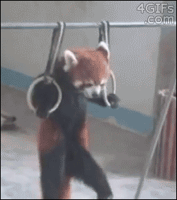 red panda,animals,exercise,cute,pull ups