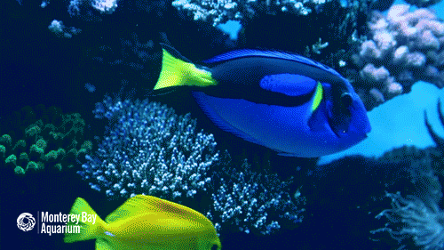 finding nemo,monterey bay aquarium,fish,finding dory,dory,double take,tang,blue tang,regal blue tang,dory fish,whaaa,what