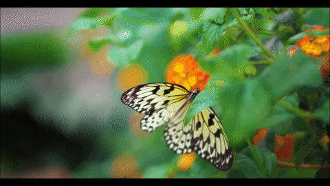 Видео бабочки летают